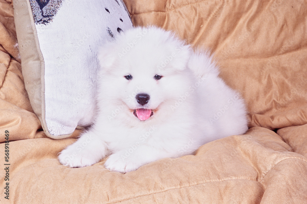 Samoyed puppy on couch Samoyed puppy on couch