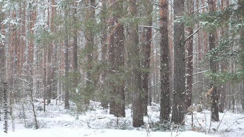 snowy winter in a pine forest it is snowing tree branches in the snow