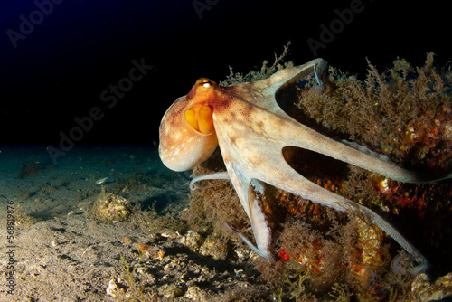 Behaviour of octopus in its marine habitat in the presence of our camera photo