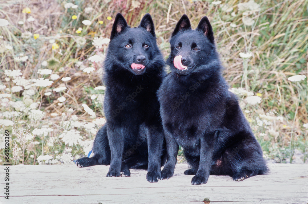 Schipperkes sitting together on log Schipperkes sitting together on log