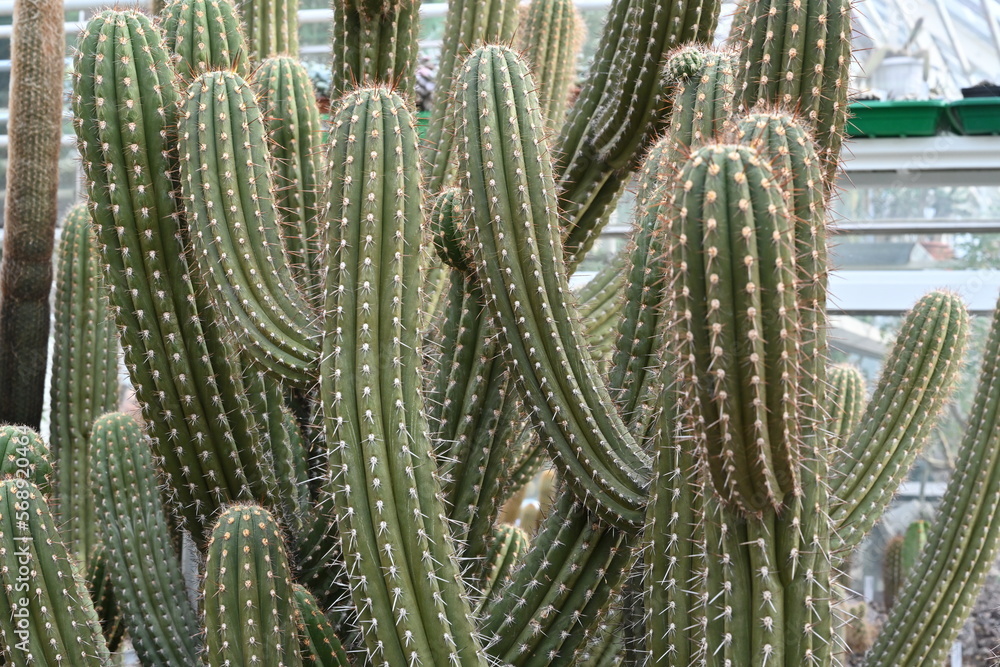 Stems of cactus in Latin called Browningia chlorocarpa growing in botanic garden. Composition cacti growing in tree shape with focus on the foreground. There is a lot of copy space. Stems of cactus in Latin called Browningia chlorocarpa growing in botanic garden. Composition cacti growing in tree shape with focus on the foreground. There is a lot of copy space.
