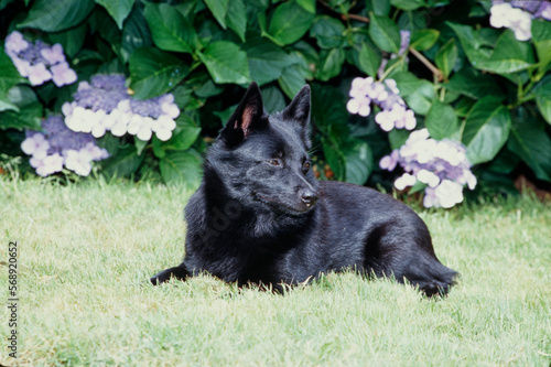Schipperke laying in grass in front of the flower bush © SuperStock