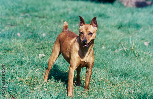 Mini Pinscher standing in grass