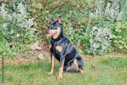 Mini Pinscher in the bushes