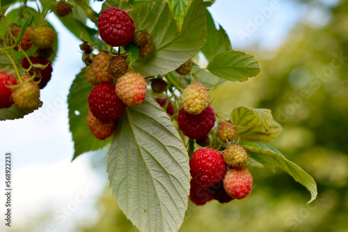 Raspberry branch with ripening fruits.
