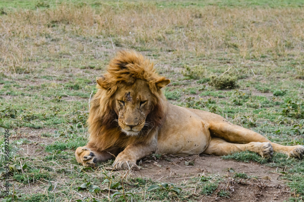 Lion (Panthera leo) resting in a grass. Serengeti national park, Tanzania Lion (Panthera leo) resting in a grass. Serengeti national park, Tanzania