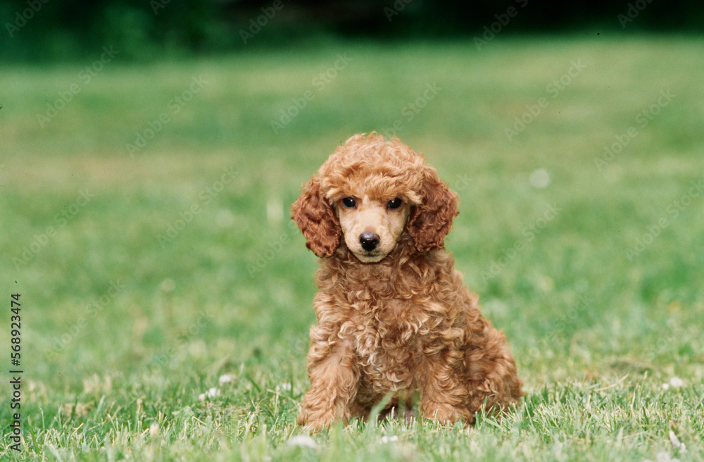 Mini Poodle puppy in grass field
