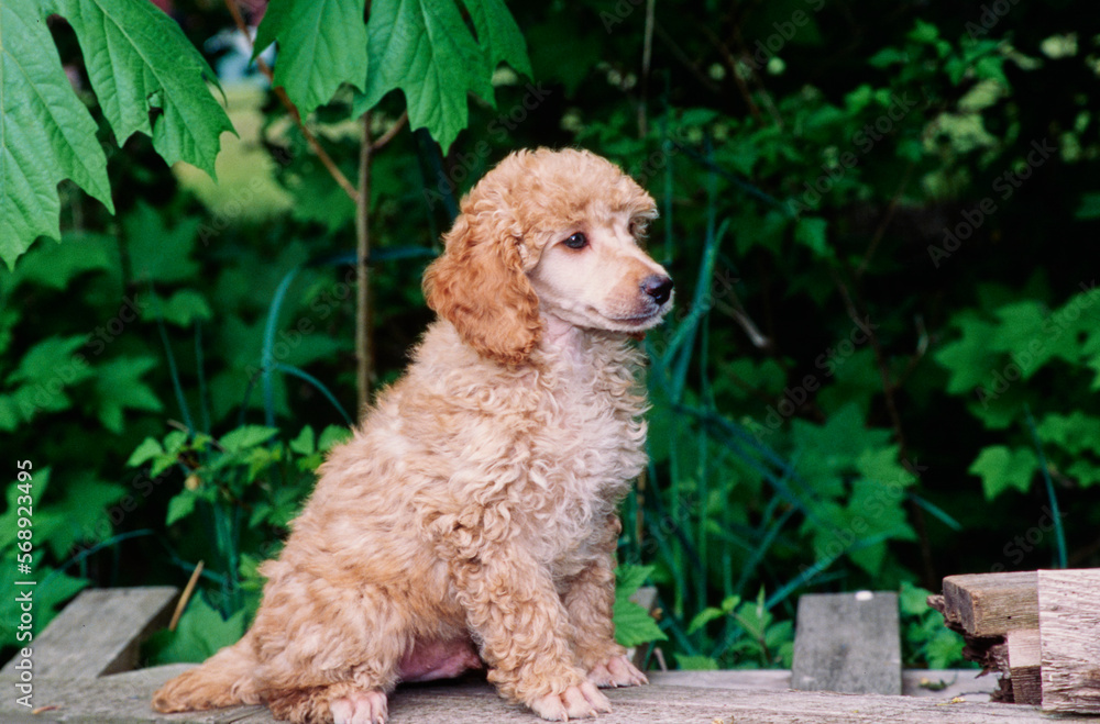 Mini Poodle puppy on wood pile Mini Poodle puppy on wood pile