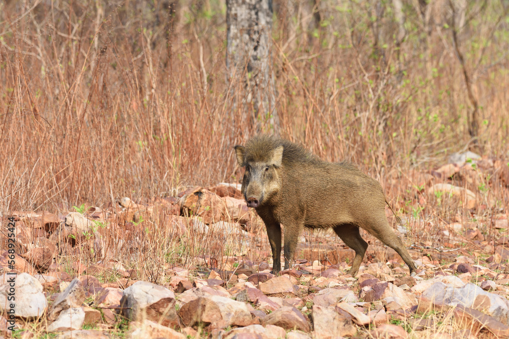 Wild Boar portrait in Tadoba National Park, India Wild Boar portrait in Tadoba National Park, India