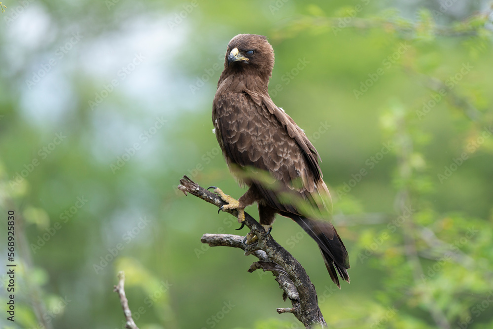 Fototapeta premium Aigle de Wahlberg, .Hieraaetus wahlbergi, Wahlberg's Eagle
