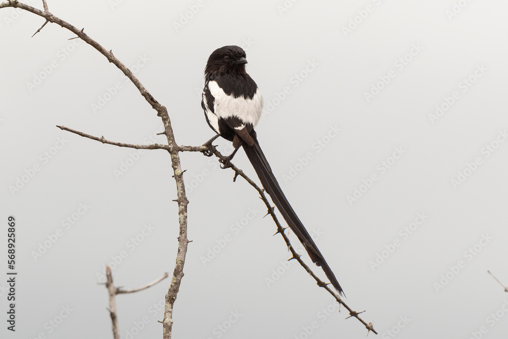 Corvinelle noir et blanc,.Urolestes melanoleucus, Magpie Shrike Corvinelle noir et blanc,.Urolestes melanoleucus, Magpie Shrike