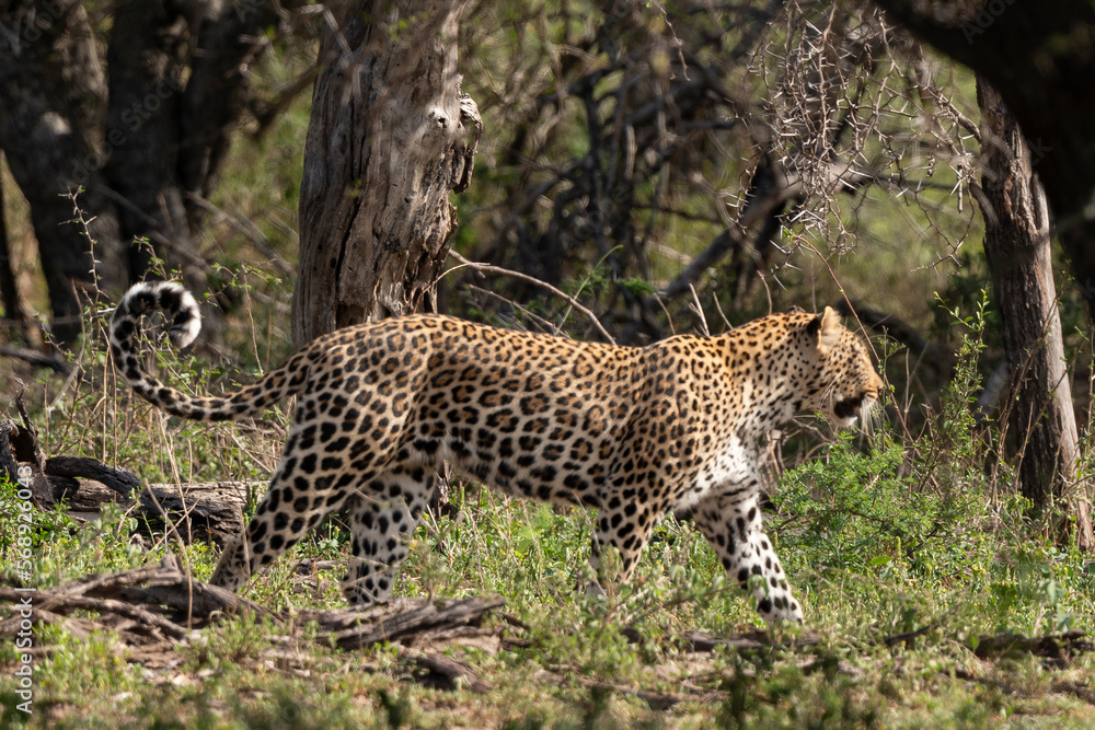 Léopard, Panthère, Panthera pardus, Afrique du Sud Léopard, Panthère, Panthera pardus, Afrique du Sud