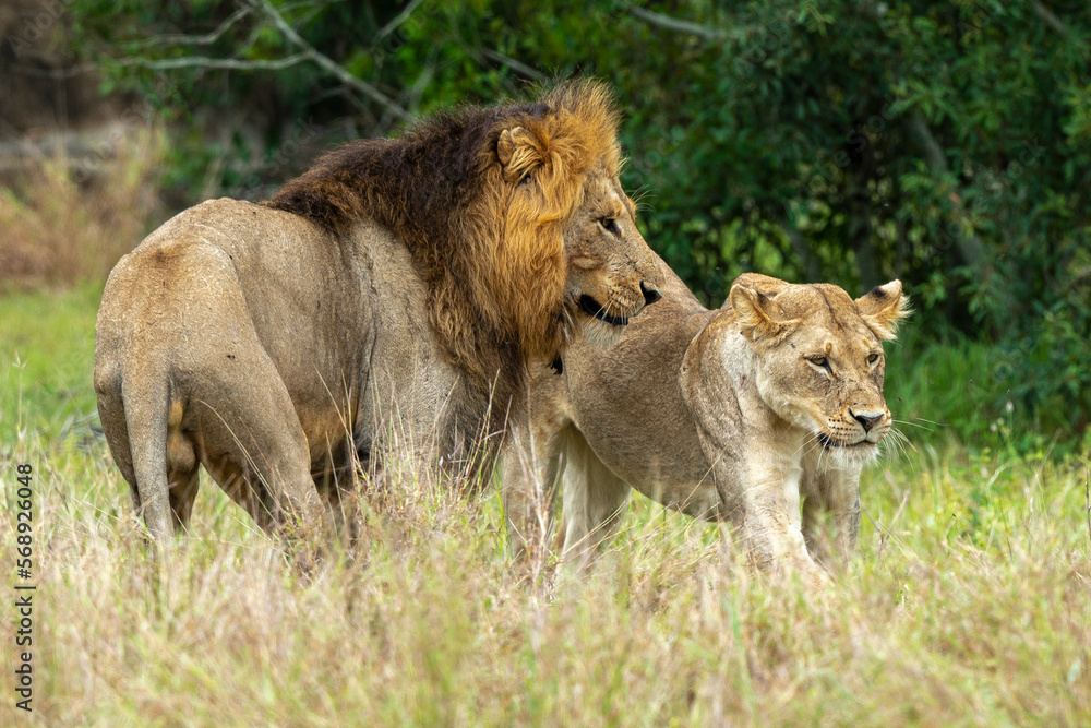 Lion, femelle, mâle, lionne, accouplement, Panthera leo, Afrique Lion, femelle, mâle, lionne, accouplement, Panthera leo, Afrique
