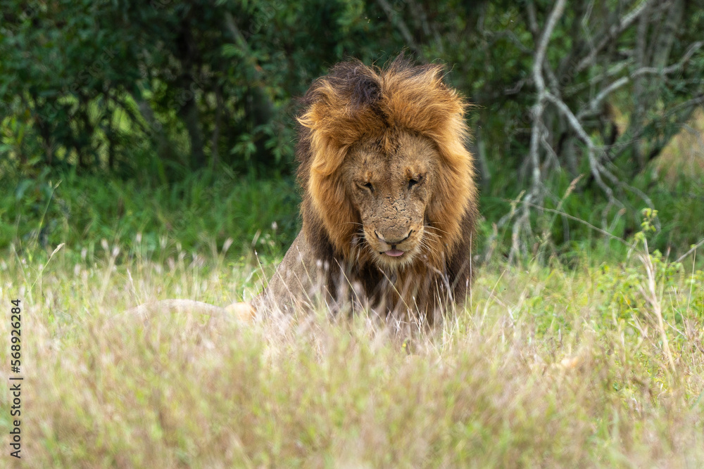 Lion, mâle, Panthera leo, Parc national du Kruger, Afrique du Sud Lion, mâle, Panthera leo, Parc national du Kruger, Afrique du Sud