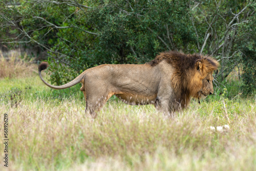 Lion  m  le  Panthera leo  Parc national du Kruger  Afrique du Sud
