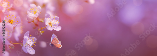 Panoramic design of flowering cherry branches on a spring garden background with copy space: spring time concept