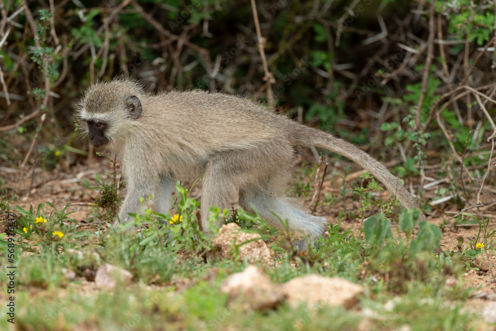 Vervet, singe, Chlorocebus pygerythrus