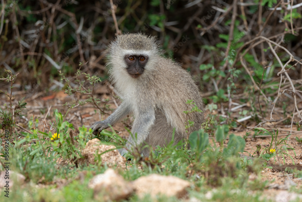 Vervet, singe, Chlorocebus pygerythrus Vervet, singe, Chlorocebus pygerythrus