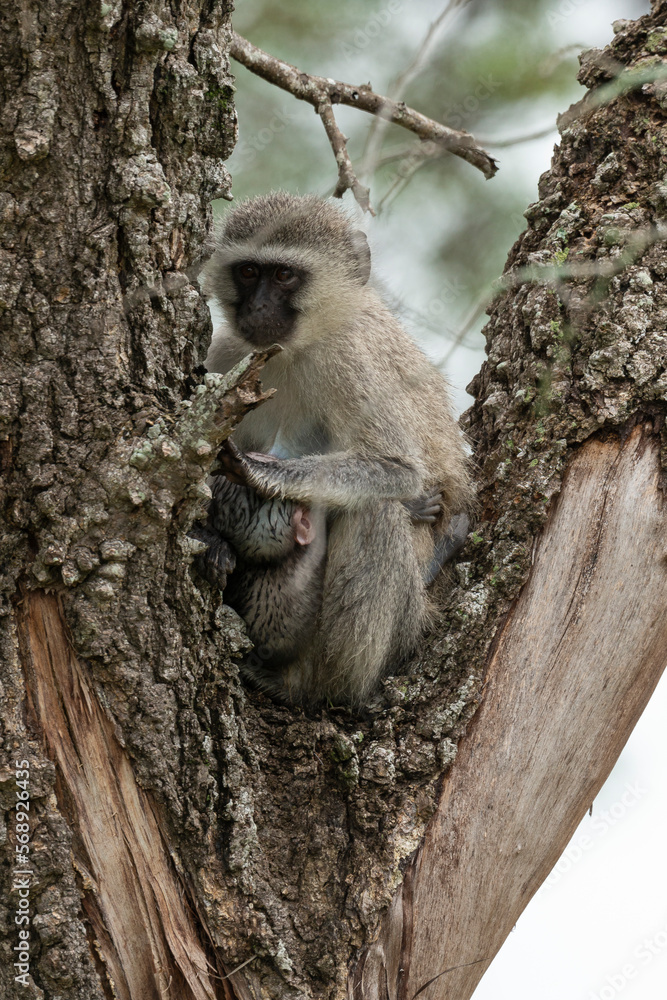 Obraz premium Vervet, singe, Chlorocebus pygerythrus
