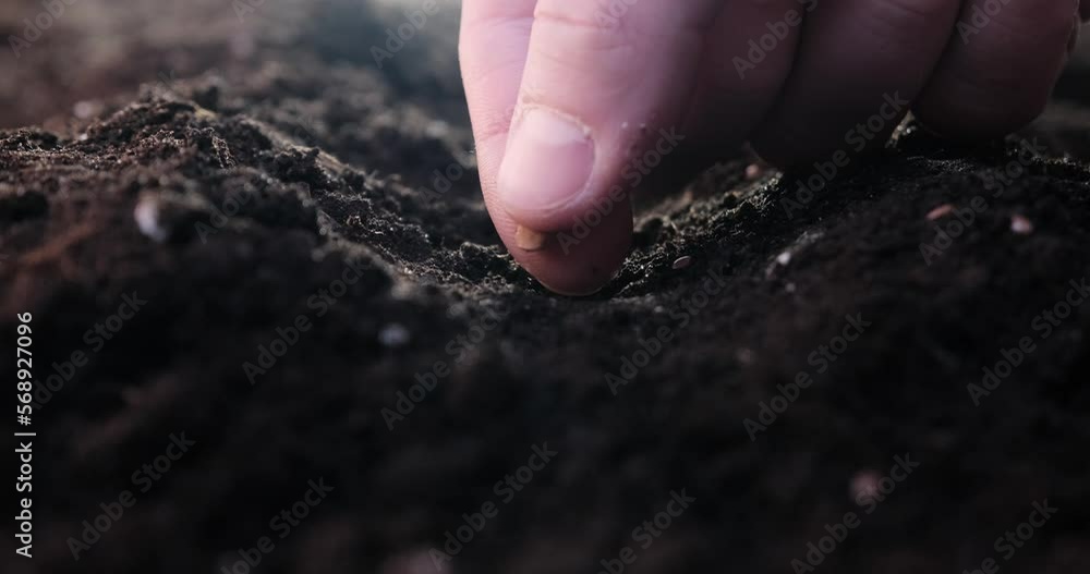 The farmer sows one seed into the soil, close-up, the farmer's hand sows the seed. The farmer sows one seed into the soil, close-up, the farmer's hand sows the seed.