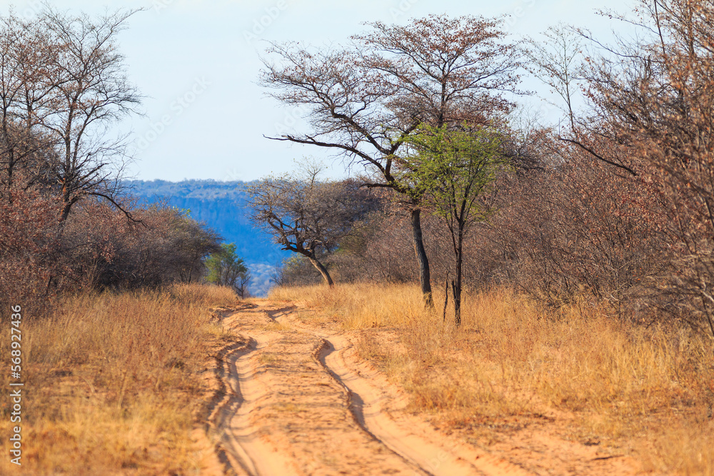 Sandy road through Waterberg Plateau National Park. Namibia. Sandy road through Waterberg Plateau National Park. Namibia.