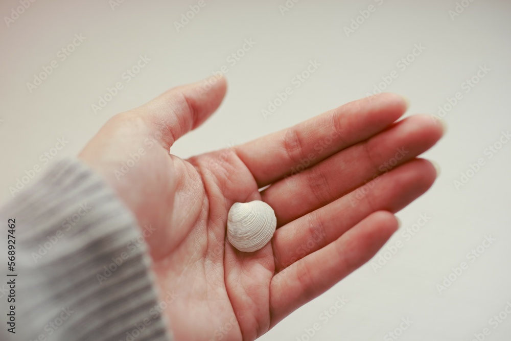 White snail shell in female human palm White snail shell in female human palm