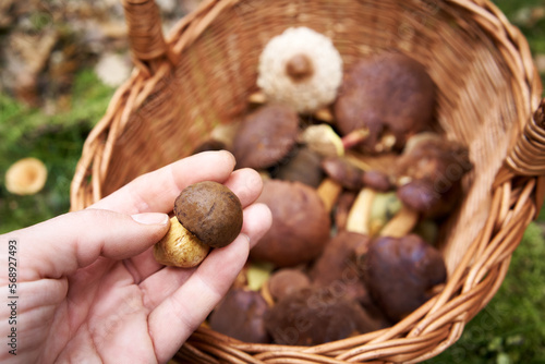 Fresh wild edible mushrooms in a hand of a mushroom picker