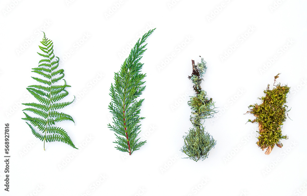 set of branches and leaves: fern, thuja, mossy branch, moss set of branches and leaves: fern, thuja, mossy branch, moss
