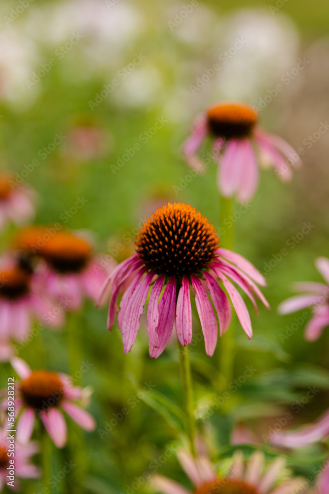 a pink coneflower in a flower garden a pink coneflower in a flower garden