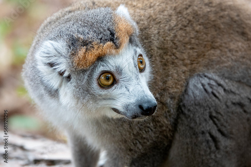 lemur turns its head and looks around