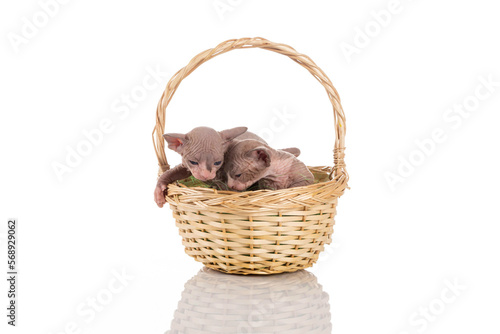 Canadian sphynx kitten