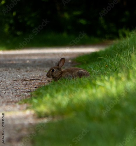 Rabbit in the grass © Shane