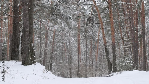 snowy winter in a pine forest it is snowing tree branches in the snow
