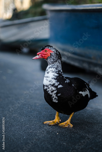 Portrait of a muscovy duck with a red beak.