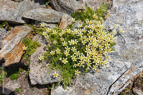 Mossy saxifrage, Saxifraga bryoides, alpine flowers in the mountains of the High Tauern, Alps, Europe photo