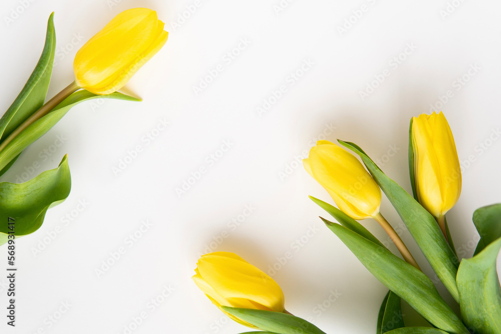 Obraz premium spring flowers yellow tulips until March 8