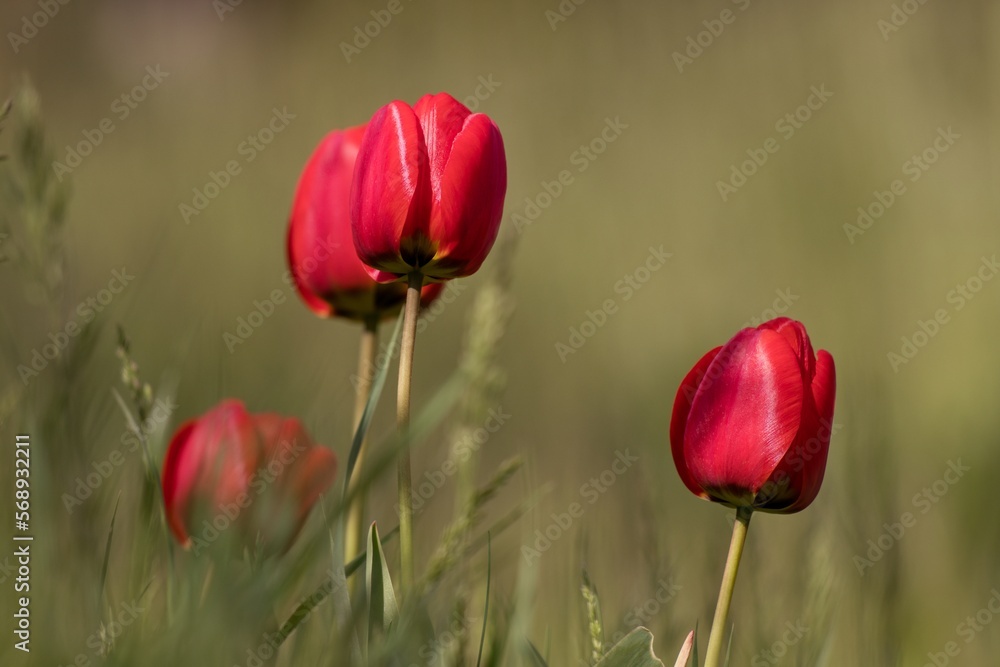 Obraz premium red tulips in spring