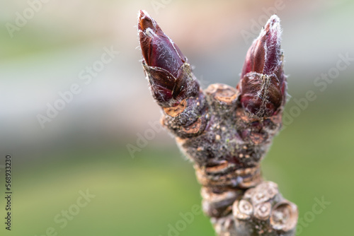 Macro shot of apple fruit bud