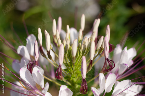 Light pink cleome spider flower close up