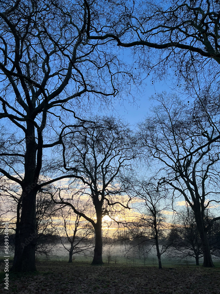 Frosty morning in London park. The sun is beaming behind the trees. Morning mist is all around. Soft lighting of this winter morning. People’s silhouettes can be seen far away, they are cold.