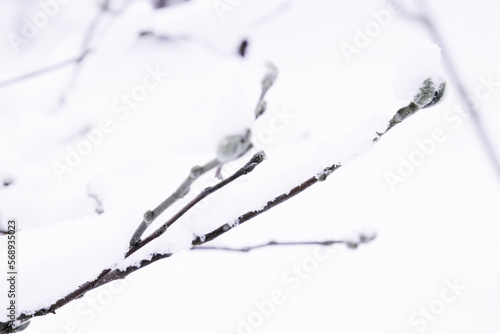Minimalist image of the Magnolia branch in the winter season