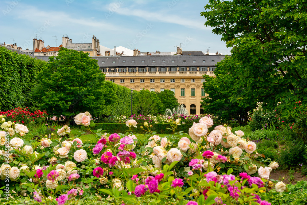 Roses in Palais Royal garden in spring, Paris, France