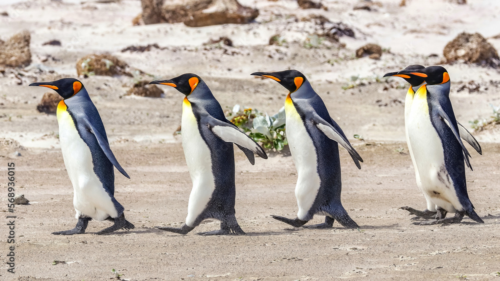 Fototapeta premium Volunteer Point, Falkland Islands, UK