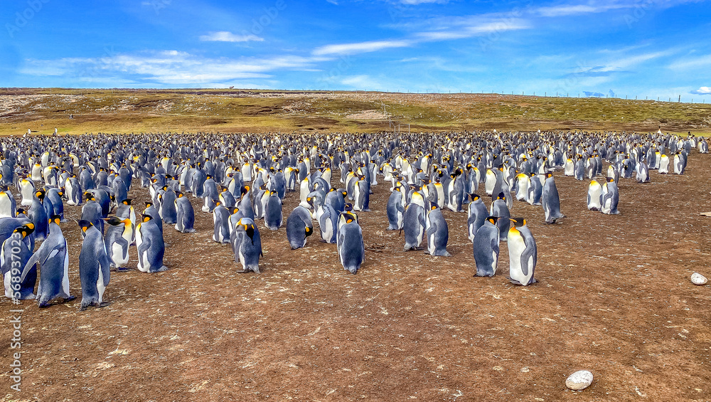 Obraz premium Volunteer Point, Falkland Islands, UK