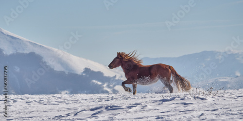 Canvastavla Wild Horses - Cavalli selvaggi al Gran Sasso - Abruzzo