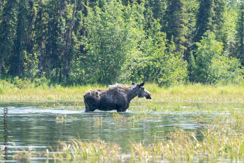 Alaskan moose in the pond with two calves