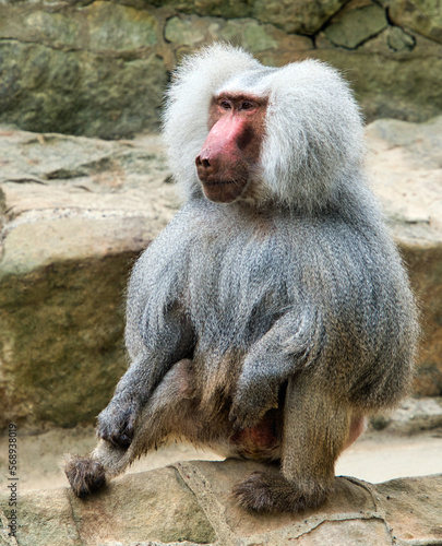 portrait of a baboon photo