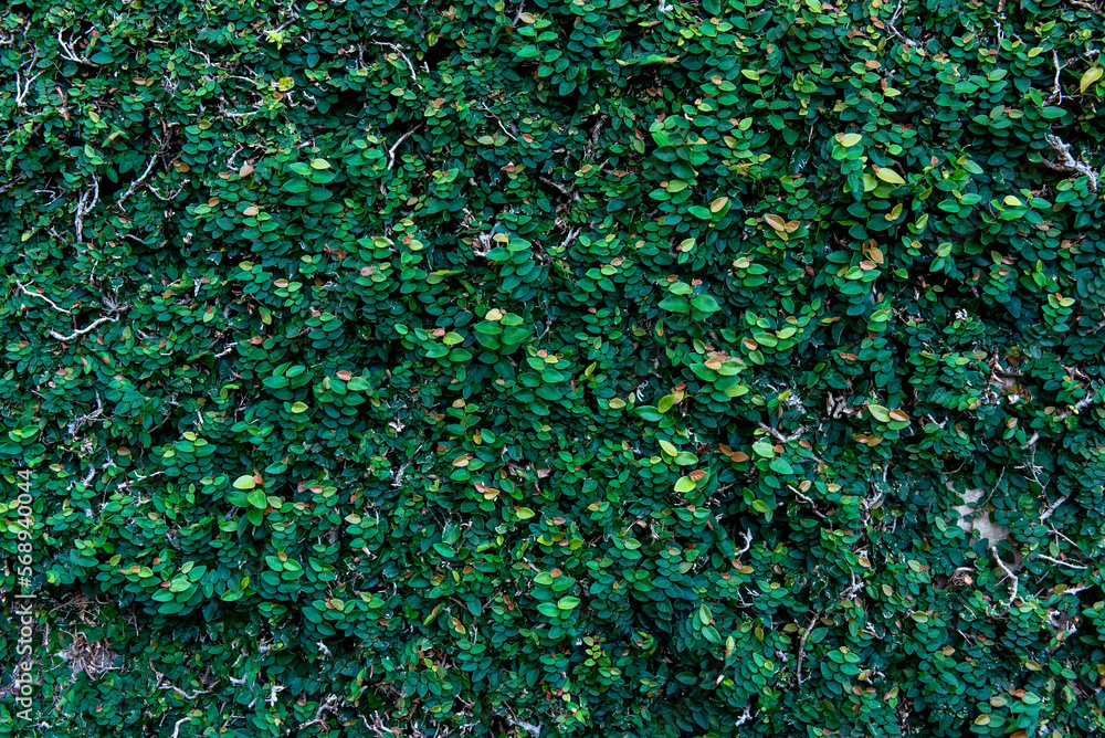 green wall texture background, climbing plant (Ficus pumila) green wall texture background, climbing plant (Ficus pumila)