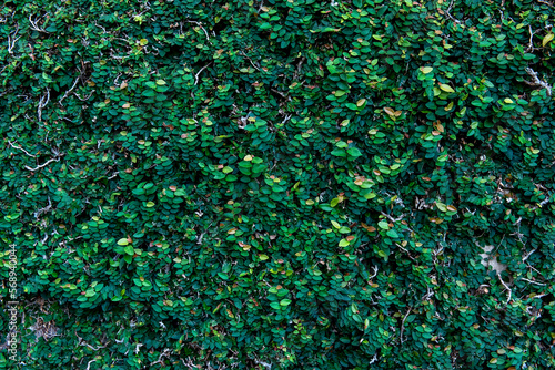 green wall texture background, climbing plant (Ficus pumila)