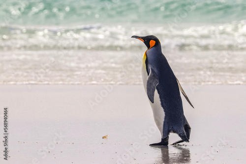 Volunteer Point  Falkland Islands  UK